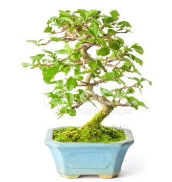 S zerkova bonsai kısa süreliğine  Demetevler Ankara İnternetten çiçek siparişi 