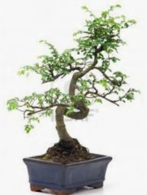 S gövde bonsai minyatür ağaç japon ağacı  Ankara demetevler çiçek satışı 