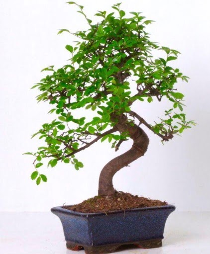 S gövdeli bonsai minyatür ağaç japon ağacı  Ankara çiçek gönderme sitemiz güvenlidir 