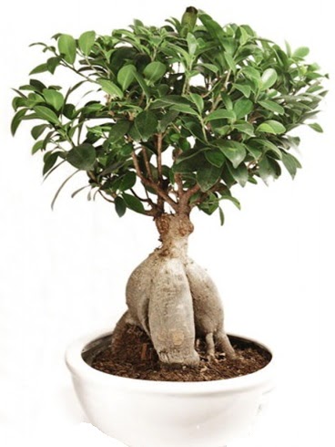 Ginseng bonsai japon aac ficus ginseng  Demetevler Ankara nternetten iek siparii 