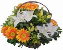  Ankara online çiçek siparişi çiçekçi , çiçek siparişi  sepet modeli Gerbera kazablanka sepet