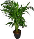  Ankara demetevler �i�ek servisi , �i�ek�i adresleri  Areca palm  