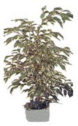  Ankara �i�ek online �i�ek sipari�i  Ficus starlight  