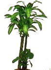  demetevler Ankara �i�ek yolla , �i�ek g�nder , �i�ek�i   Dracaena massengena
