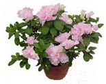  Ankara demetevler �i�ek servisi , �i�ek�i adresleri  Rhodendron latince A�elya 