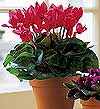  Ankara cicekciler , demetevler cicek siparisi  Cyclamen 