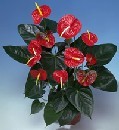  Ankara demet �i�ek g�nderme  Anthurium Saksili Bitki